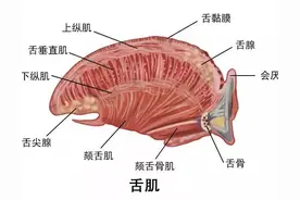 你真的了解你的舌头吗图片