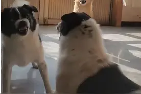 搜救犬拉布拉猪训练时摆烂，被德牧同事嘲笑后一秒支棱…细狗变猛男！图片