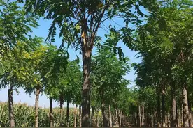 苗木嫁接，选什么砧木最好？图片