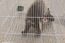 一只“小野猪”误闯幼儿园原来是国家二级保护动物獾，已放归大自然图片