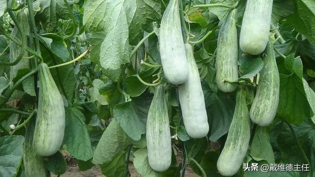甲状腺结节饮食禁忌水果 2026年甲状腺结节饮食禁忌水果有哪些 甲状腺结节饮食禁忌水果 2026年甲状腺结节饮食禁忌水果有哪些