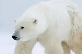 北极熊图片