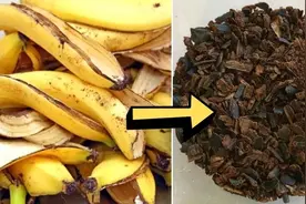 用香蕉皮制作干净、无臭且有效的有机肥，可以给兰花施肥图片