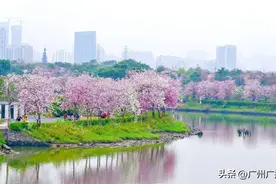 繁花似锦！广州这些“花路”，刷屏了！图片