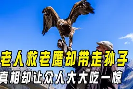 蒙古老汉救下受伤老鹰，细心照顾后将其放生，老鹰却叼走老汉孙子图片
