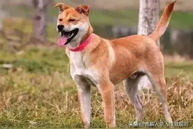 秦始皇都喜欢的“土狗”，为什么会沦落到看家的地步？图片