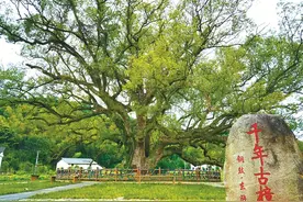 林草科普|樟树：构建如诗如画的江南美景图片