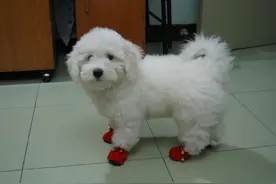令人怜爱的比熊犬，竟然害怕这些东西，主人们都了解吗？图片