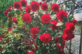 家有院子，怎么能少了“花墙”？任选一种爬藤植物，开花爆满墙图片