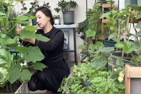 在城市生活怎么种菜？我，80后宝妈，把阳台改成菜园4年，太爽了图片