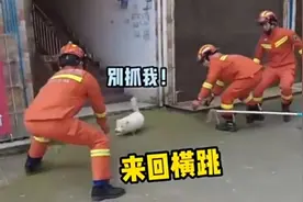 湖南永州一小区现罕见“白狐”，碰到勿靠近，有感染病毒的风险图片