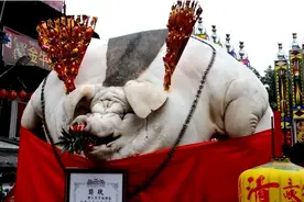 猪一辈子不杀能长多大？2200斤猪王皈依佛门，央视专门拍摄纪录片图片