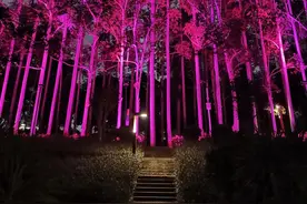 南宁柳沙半岛，中国最神奇的速桉网红打卡地，2021跨年的心愿图片
