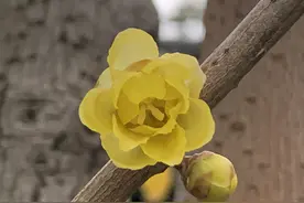 晨读 | 更待今来出好词图片