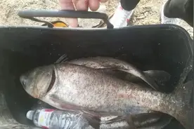 钓鱼不会看浮漂，会错过很多上鱼机会，分享几种常钓鱼类吃饵漂相图片