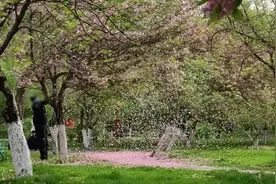 老人在玉渊潭公园狂摇樱花树，游客：看到落花很惋惜图片