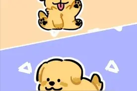 超800万盲人，导盲犬只有300只，为什么导盲犬如此之少？图片