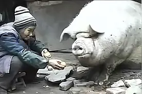 2006年，湖南74岁老人把猪养到2600斤10万都不卖，因养儿不如养猪图片