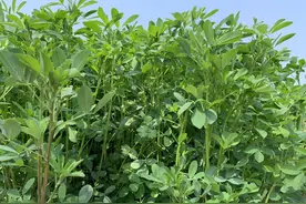 “牧草之王”紫花苜蓿，播种时间和播种技术要点，收藏备用图片