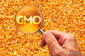 目前转基因玉米品种，究竟有多少？答案有了图片