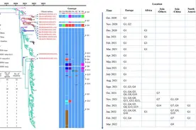我国科学家团队揭示新型H5N1禽流感病毒进化全貌图片