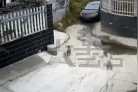 河南一男子开车用毒针射杀狗，村民吓得不敢动！毒狗针有多危险？图片