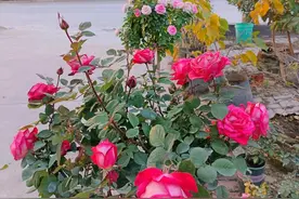 谈谈两广如何能种好月季花图片