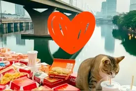 胖猫，胖猫，为什么要以这样的行为结束自己的生命呢？图片