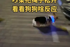 绳子松开的那一刻，它慌了#柯基 #柯基吵架 #日常遛狗 #狗仗人势视频封面