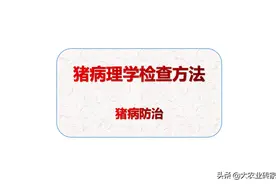 养猪秘籍-猪病理学检查方法图片
