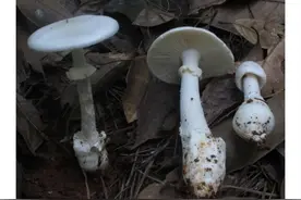 @贵州人，“菌出没”！这些毒蘑菇可认准了图片