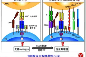 磁珠法活化T细胞的原理简介图片