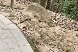 眼镜王蛇多次出现在绍兴县龙山上，最长的有2米，人还能上山吗？图片