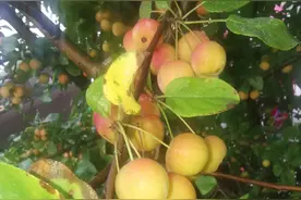 腘窝痛病案分享图片
