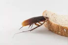 家有蟑螂不用怕，教你几个小妙招，方法简单又实用图片