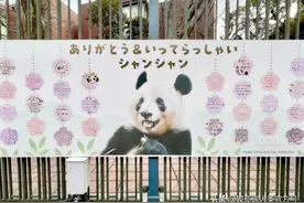 外国人到底有多喜欢大熊猫？图片
