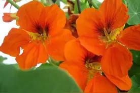 夏天就养3种花，经常开花非常漂亮，容易打理，阳台变成浪漫花园图片