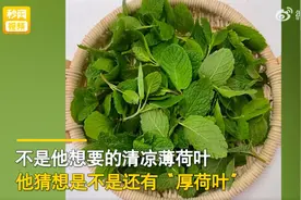 哭笑不得，男子网购薄荷叶收到“薄”荷叶图片