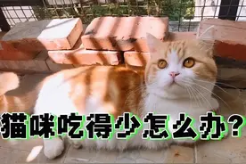 猫咪为什么会吃得少？常见原因和解决方法图片