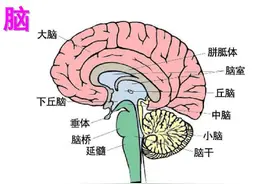 AU大脑学院：大脑主要结构以及功能区划分图片