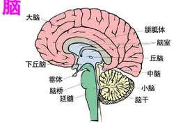 AU大脑学院：大脑主要结构以及功能区划分图片