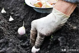 大蒜何时播种，又该如何治虫除草？掌握3点技术，获得高产并不难图片