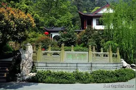 西湖龙井和安吉白茶哪个好喝？图片