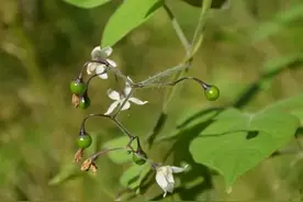白英，白花红果，甚是迷人图片