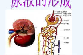 尿液发黄、“尿骚味”很大？或许与这6种因素有关，记得别忽视图片
