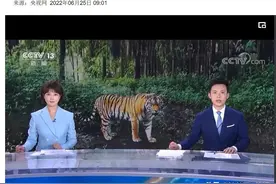 东北虎携3只幼崽，再次跨过国界到黑龙江，专家：先放16头梅花鹿图片