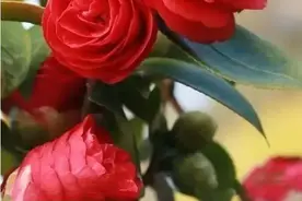 唯美山茶花图片图片