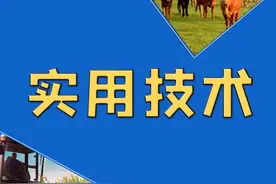 肉牛应急饲养技术指南图片
