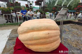 长春农博园种出千斤巨型南瓜 你见过吗？图片