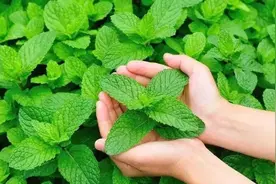五种花草蚊子怕它不敢靠近，养花驱蚊效果好图片